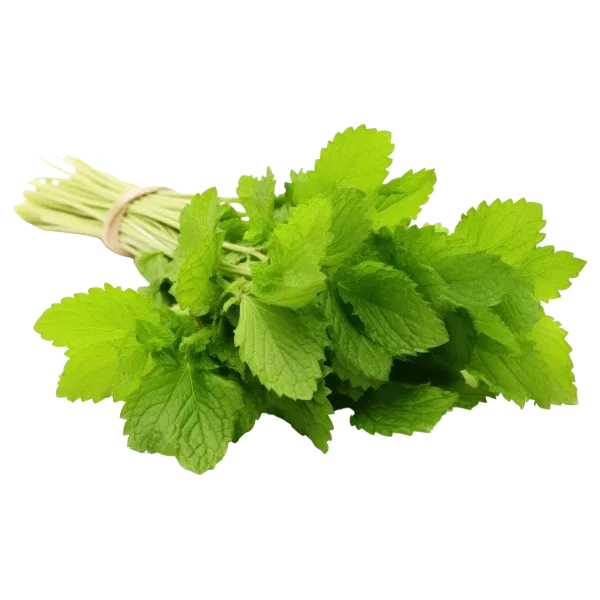 Fresh Mint (Pudina)